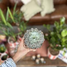Echeveria