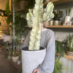 Large Cactus 