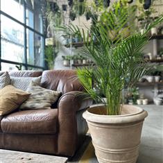 Areca Palm Large