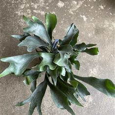 Staghorn Fern XL