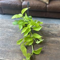Golden Pothos