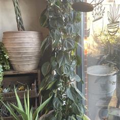 XL Philodendron Scadens Brasil