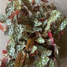 Begonia Maculata 