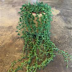 String of Tears