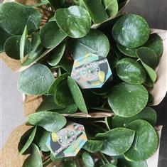 Pilea Peperomioides