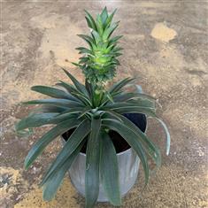 Ananas 