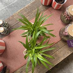 Spider Plant