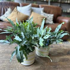 Blue Star Fern