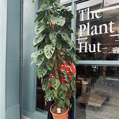 Monstera monkey mask 