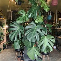 XL Monstera Deliciosa