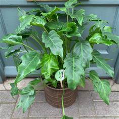 Philodendron Xanadu