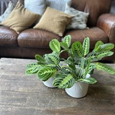Maranta
