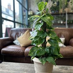Devil&#39;s Ivy (Moss Pole)