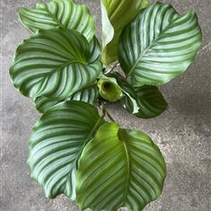Calathea Orbifolia