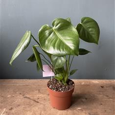 Mini Monstera Deliciosa