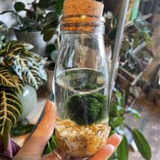 Moss Balls