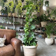 Devil&#39;s Ivy with trellis