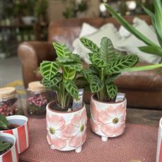 Calathea Zebrina