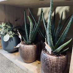 Aloe Vera