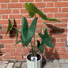 Alocasia Zebrina