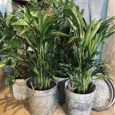 Areca Palm