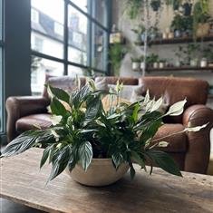 Peace Lily