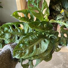 Monstera &#39;Monkey Mask&#39;