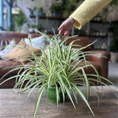 Spider Plant XL