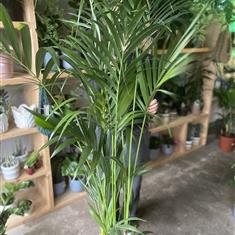 Kentia Palm