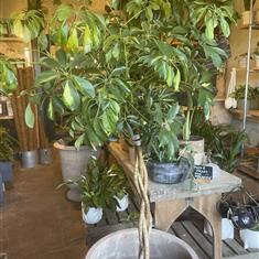 XL Umbrella Plant 