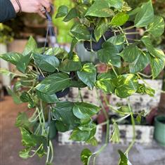 Devil&#39;s Ivy Trailing