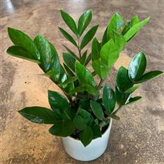 ZZ Plant