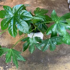 Fatsia Japonica