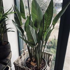 Bird of Paradise XL