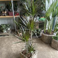 Dracaena 