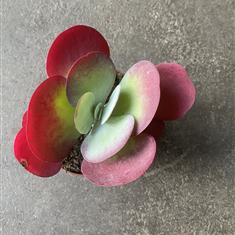 Kalanchoe Ruby