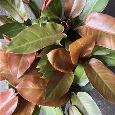 Philodendron Prince Of Orange 