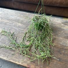 Hoya Linearis
