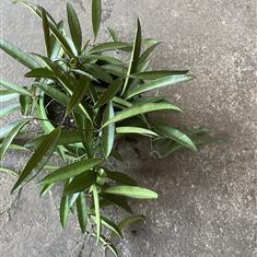 Hoya Wayetti