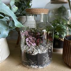 Enclosed Terrarium