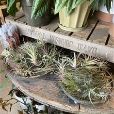 Air Plant (Mixed)