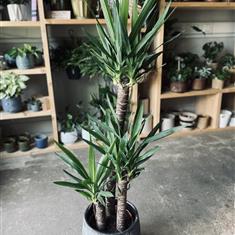 Yucca