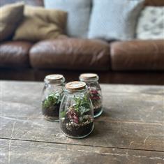 Mini Terrarium