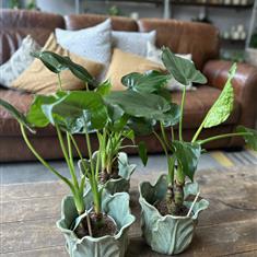 Alocasia Cucullata