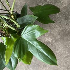 Philodendron Green Beauty