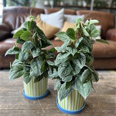 Satin Pothos