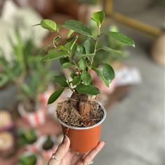 Ficus Bonsai 
