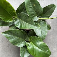 Philodendron Imperial Green