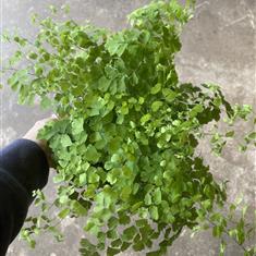Maidenhair Fern