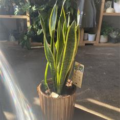 Snake Plant
